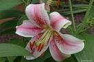 LOL1.jpgA Lily - represent 'The Lily of Laguna'